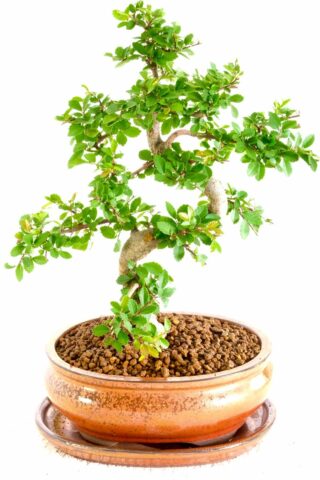 Beautiful Chinese Elm bonsai for sale UK