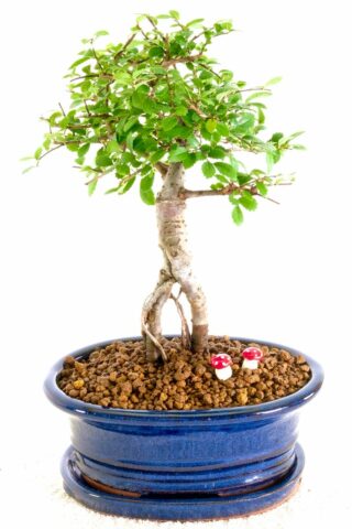 Petite broom-style Chinese Elm bonsai for sale UK