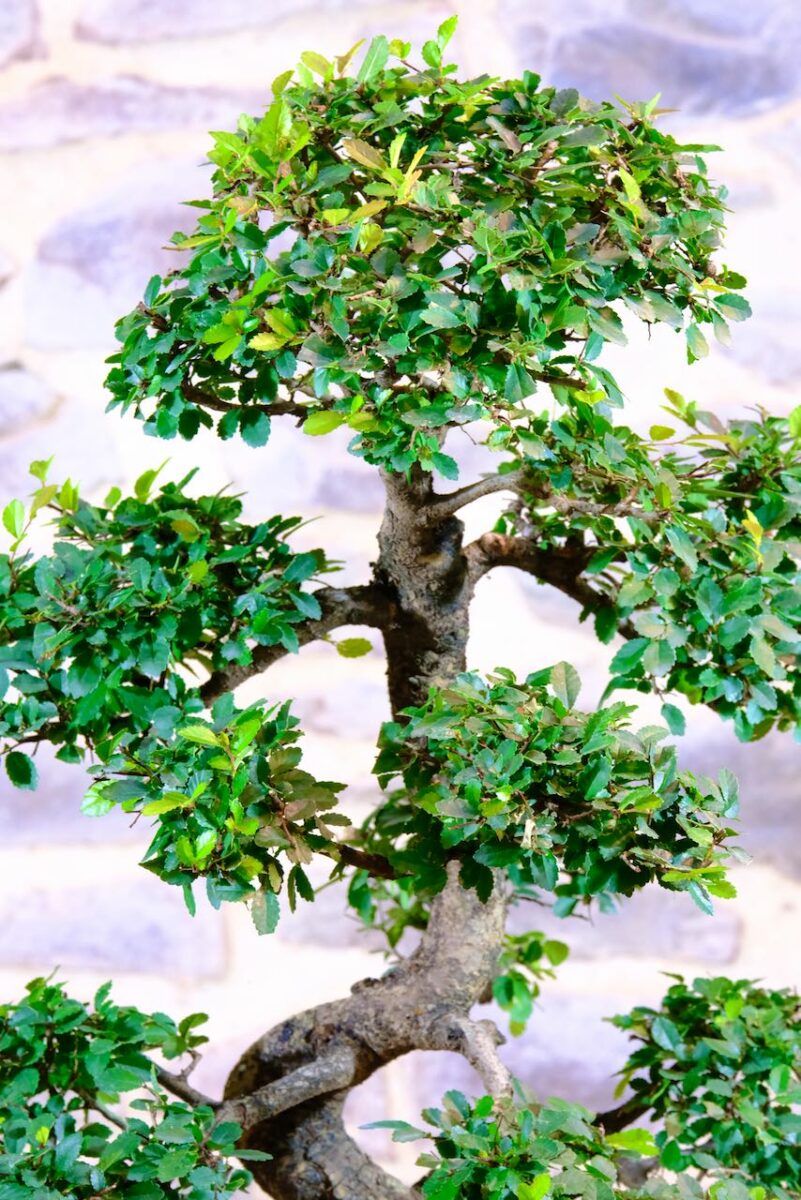 Exquisite Chinese Elm Bonsai Tree with Wonderful Strong Trunk For Sale