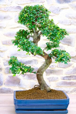 Powerful Extra Large Chinese Elm bonsai for sale UK