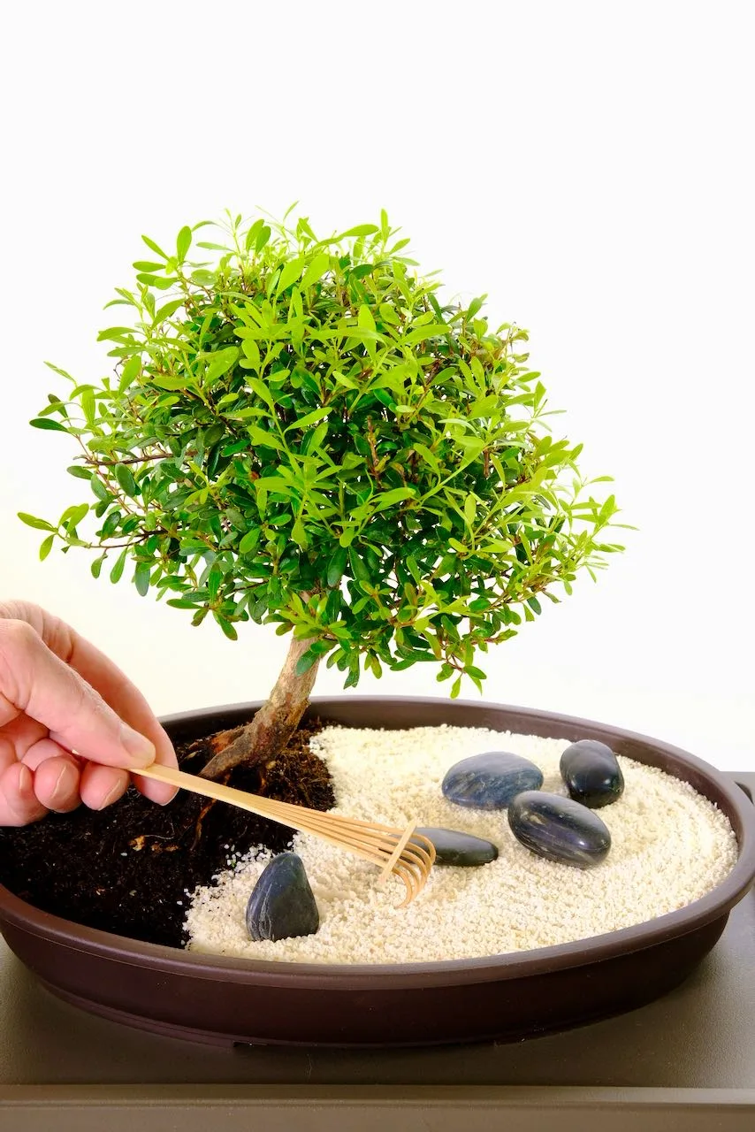 Live miniature zen garden for desk or home