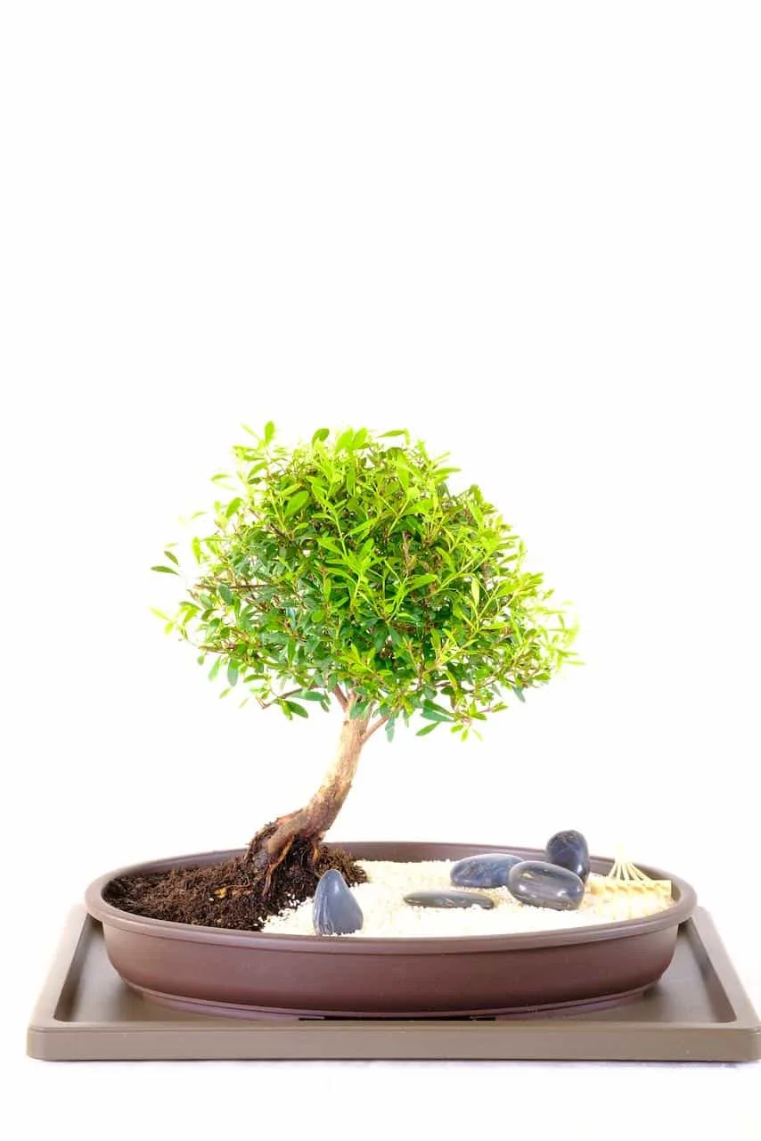 Pretty indoor bonsai zen garden with rocks, sand and rake