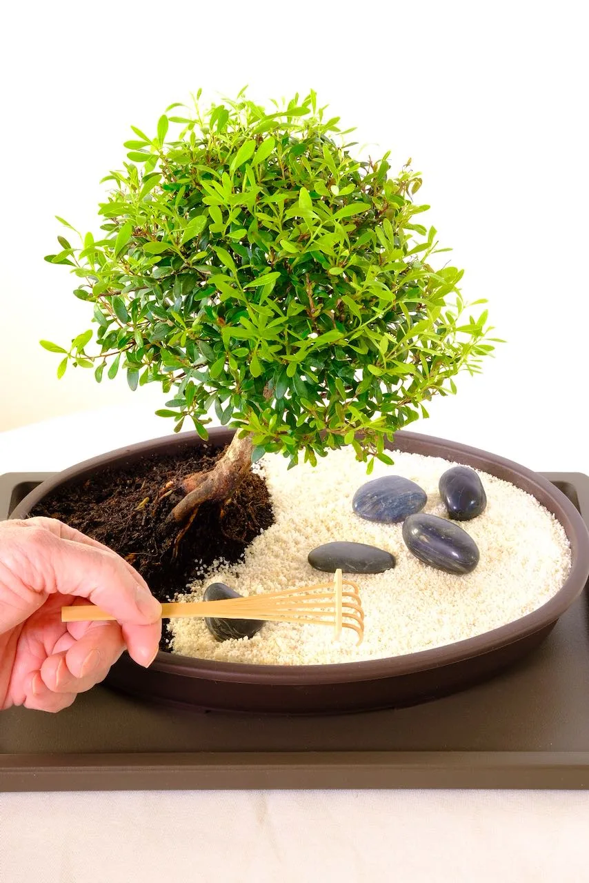 Syzygium buxifolium easy care bonsai zen garden for sale