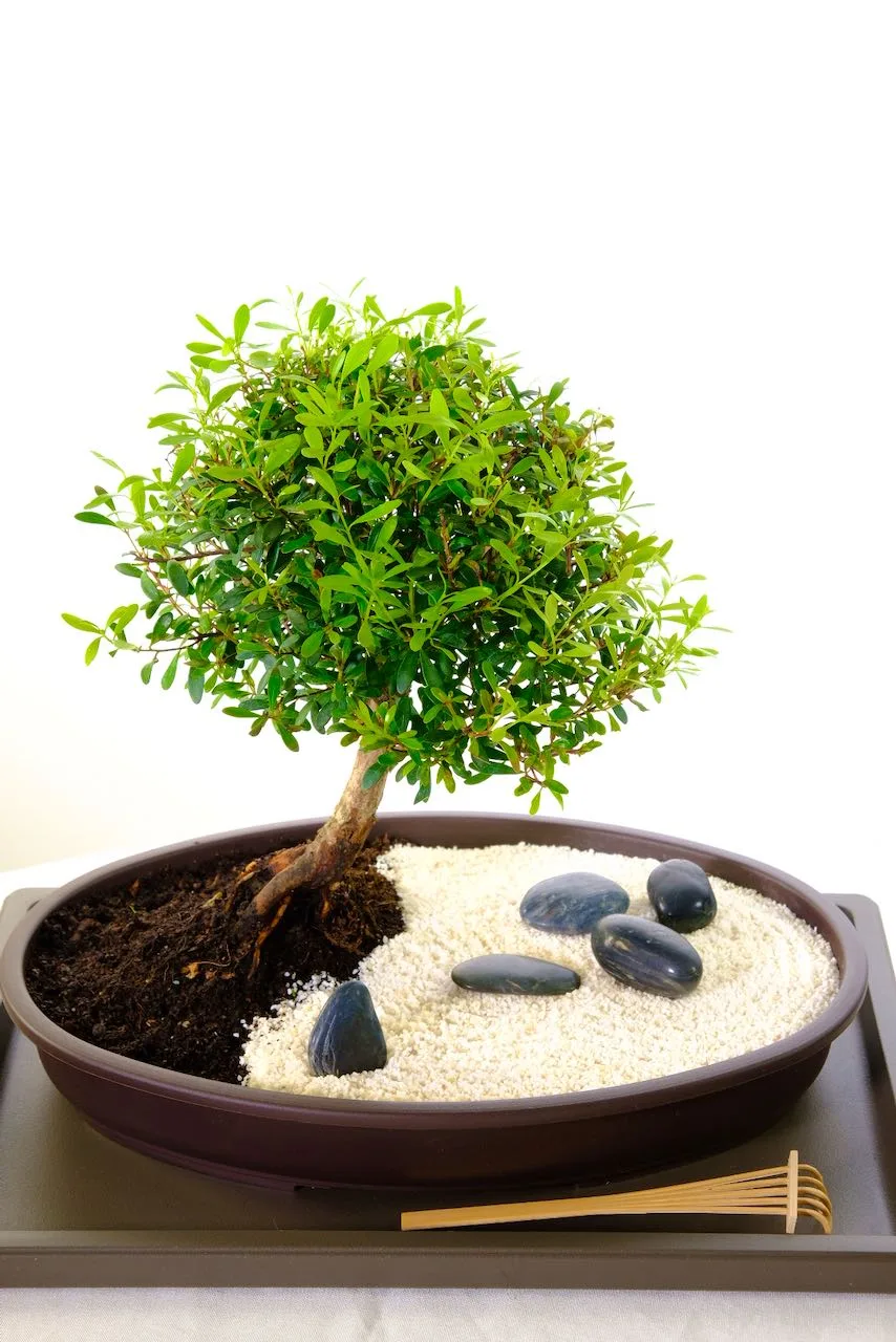 Zen garden with indoor bonsai with polished black rocks