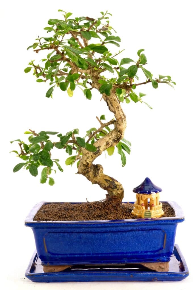 Stunning Tea tree bonsai with oriental temple