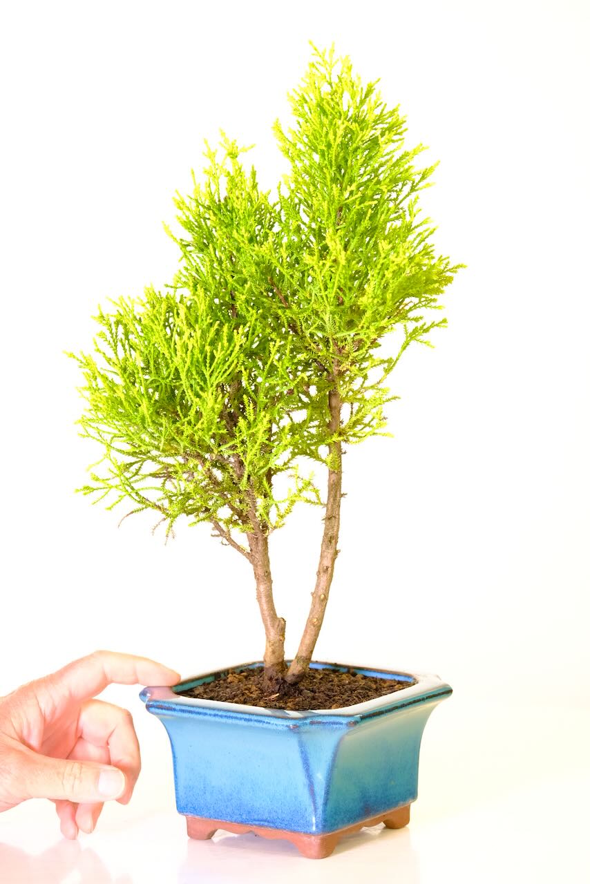 Evergreen Goldcrerst conifer twin trunked bonsai tree for sale