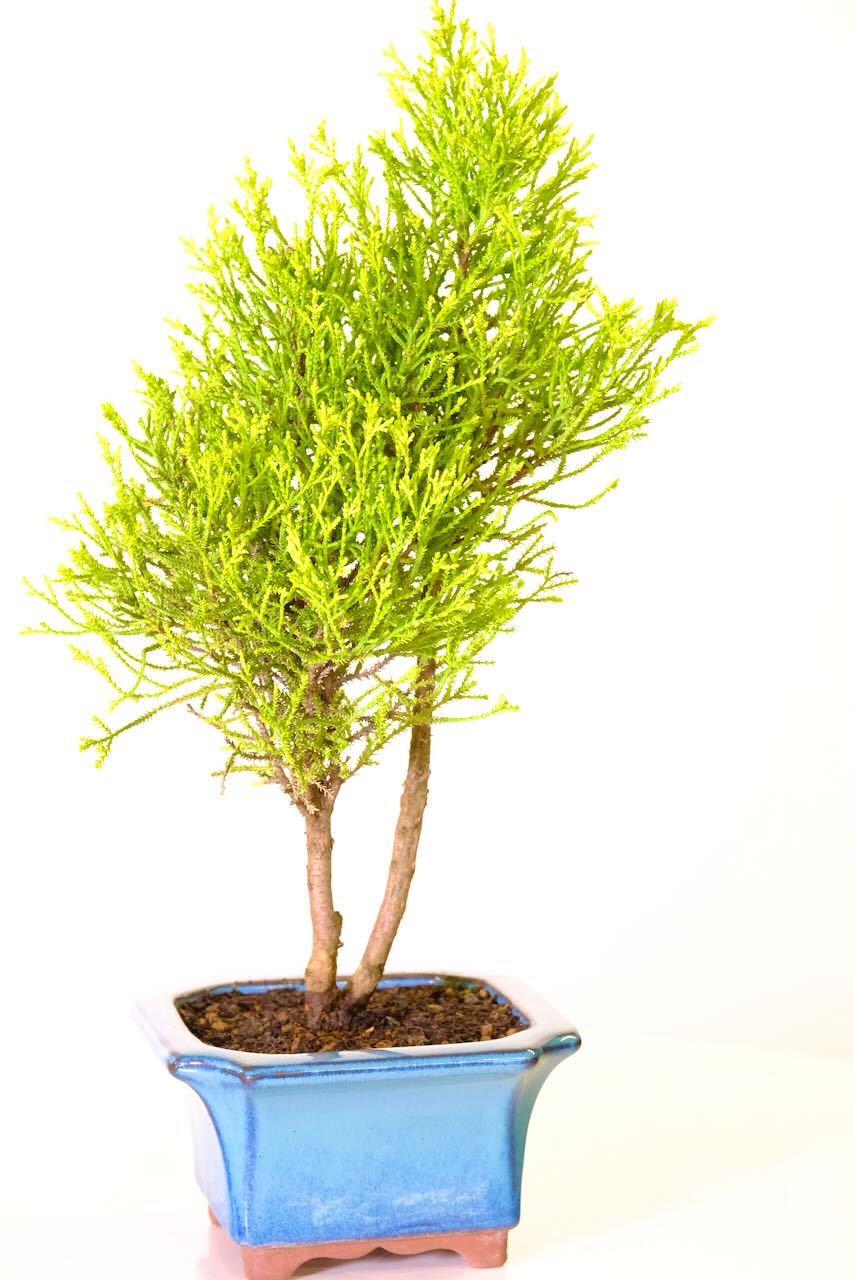 Beautiful golden/lime foliages of Cypress Goldcrest