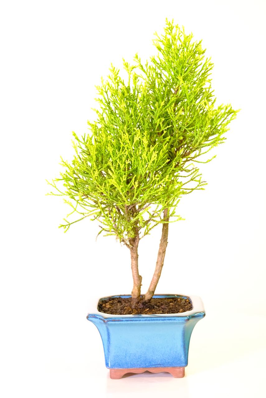 Lemon scented evergreen Goldcrest conifer bonsai in turquoise pot