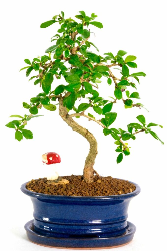 Twisty Oriental Tea Tree bonsai for sale UK