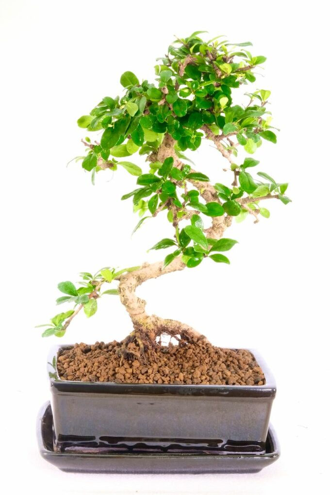 Carmona - extremely artistic character bonsai
