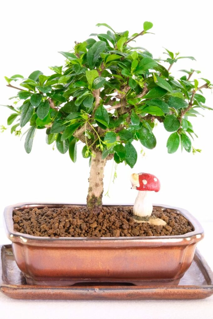 Woodland style flowering indoor bonsai for sale
