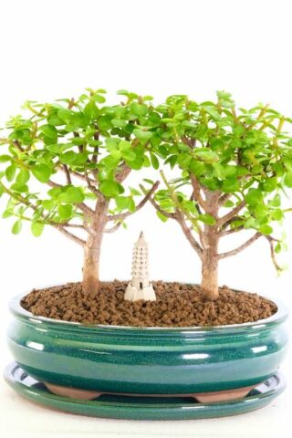 Stunning Twin Jade bonsai tree for sale