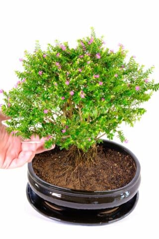 Cuphea bonsai - very easy care