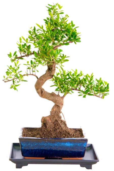 Evergreen Indoor Flowering Twisty Oriental Myrtle (Roseapple) & Tray