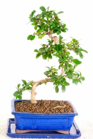 During summer months, this bonsai displays beautiful white flowers