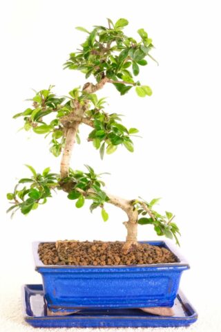Majestic Flowering Oriental Tea Tree bonsai for sale in the UK
