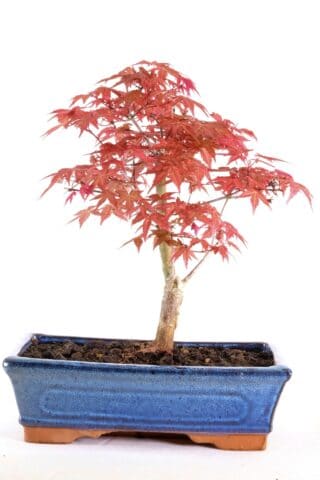 Sensational Japanese maple with scarlet red leaves