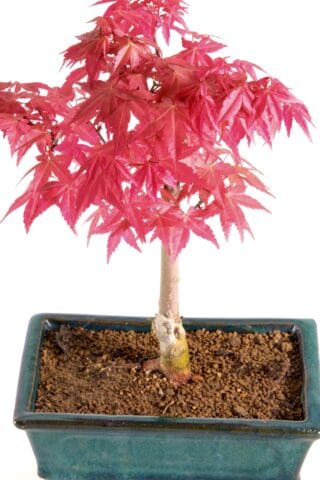 A perfect red leaved bonsai in forest green pot for sale