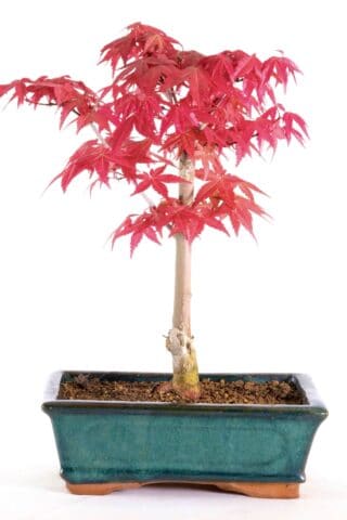 Lovely Japanese Red Maple bonsai in forest green pot