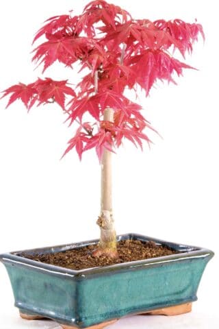 Acer palmatum deshojo Japanese Red Maple for sale