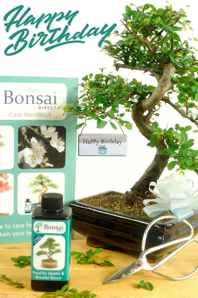 Birthday Bonsai | Bonsai Starter Pack - Ideal for beginners