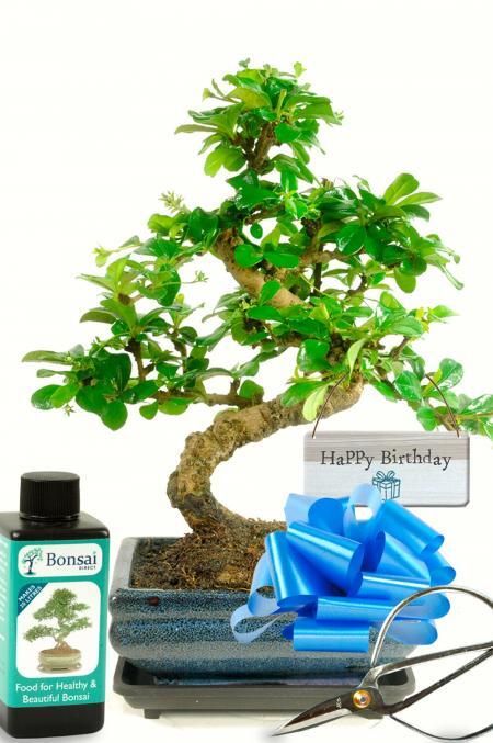 Birthday Next Day Delivery | Beginners Flowering Starter Bonsai Birthday Kit