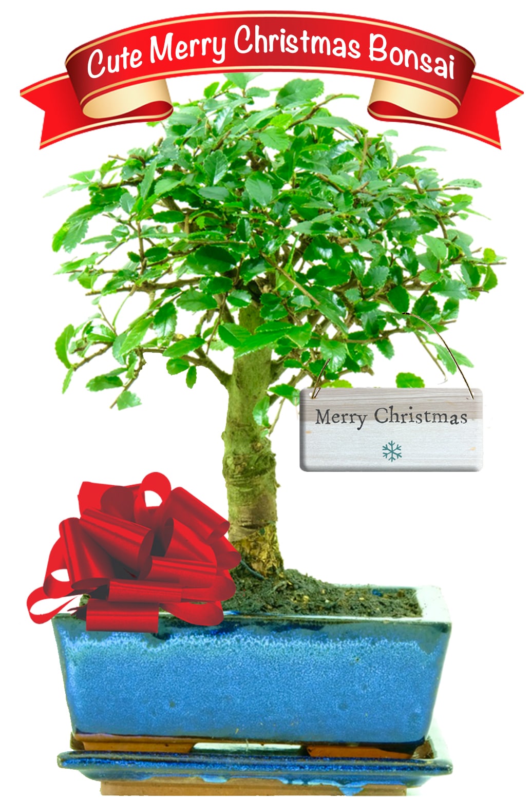 Christmas Present Cute Woodland Style Beginners Indoor Bonsai