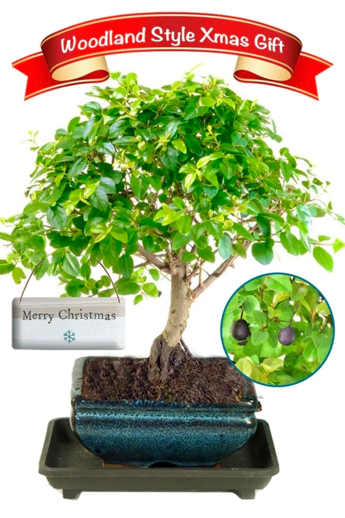 Christmas Plant Gifts Bonsai Tree Gift Christmas Presents