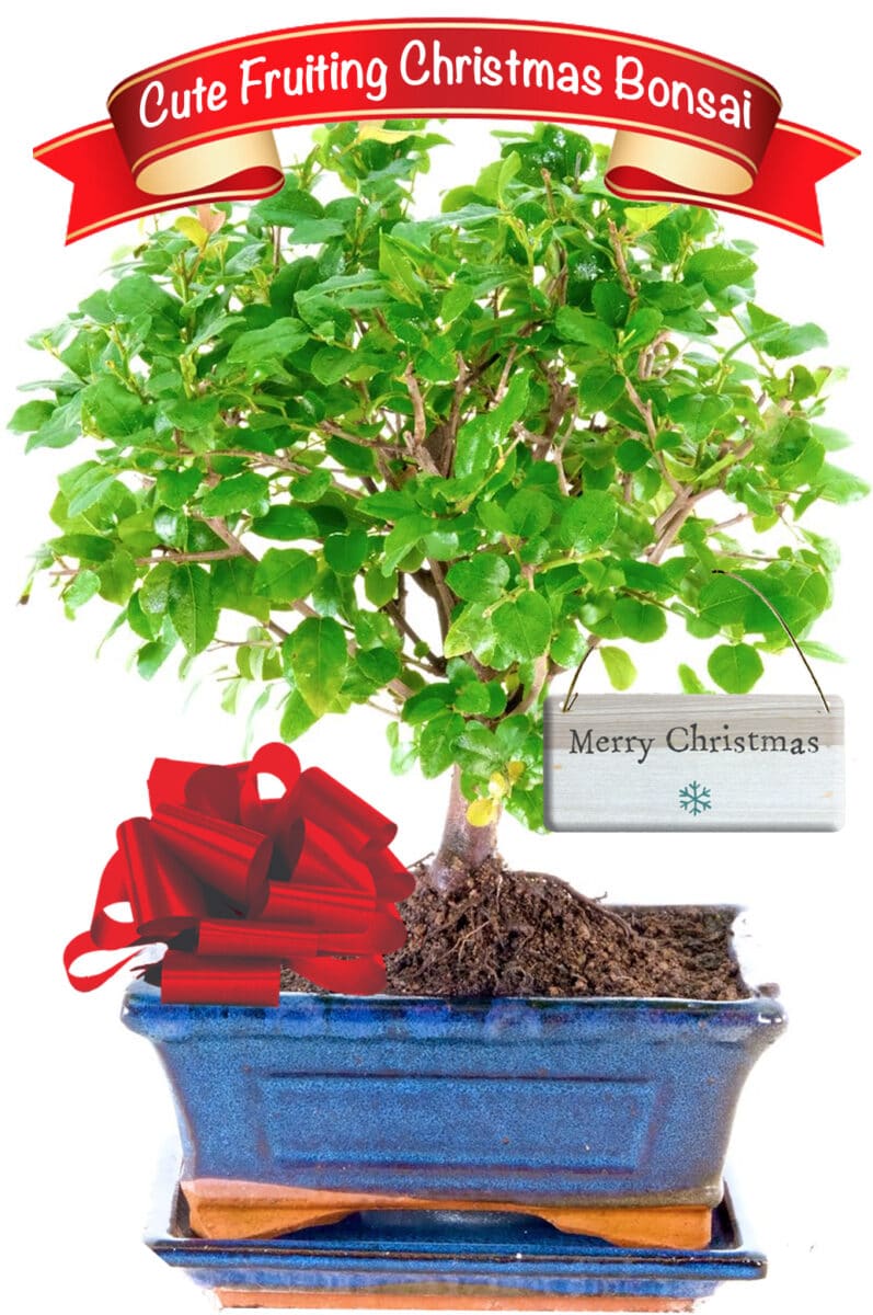 Christmas Plant Gifts Bonsai Tree Gift Christmas Presents