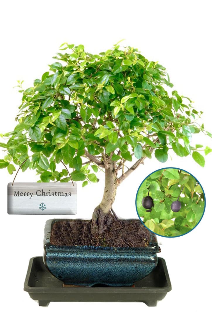 Stunning Chinese Sweet Plum fruiting indoor bonsai for sale | Stylish value Christmas gift
