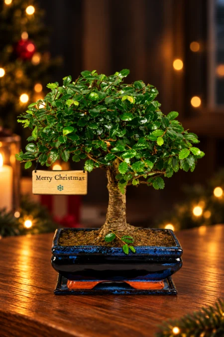 A Charming Woodland Chinese Elm Bonsai Present for Christmas | A delightful and meaningful Christmas present for beginners