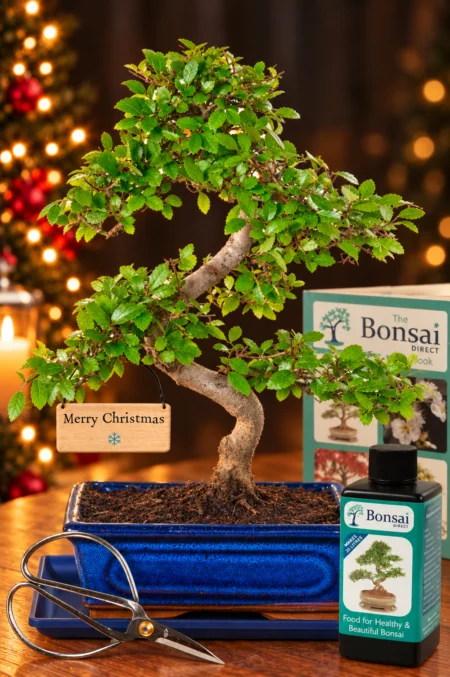 Chinese Elm Bonsai Starter Pack - 12 years | Merry Christmas Edition