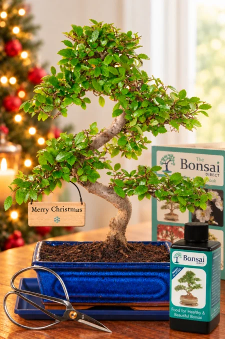 Comprehensive larger sized beginners indoor bonsai for Christmas gift
