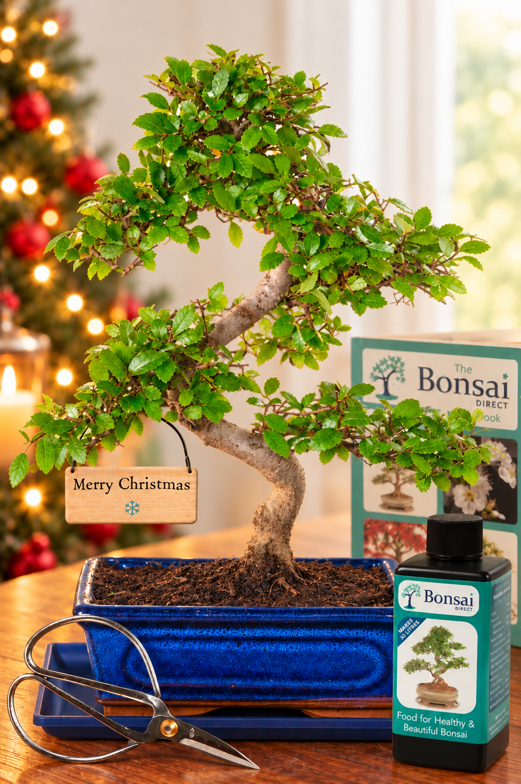 Comprehensive larger sized beginners indoor bonsai for Christmas gift