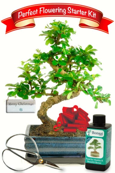 Flowering Indoor Bonsai beginners Starter Kit - Christmas Edition