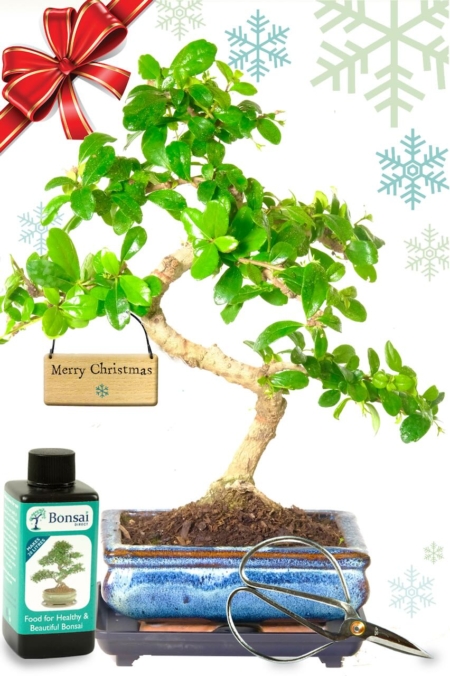 THE PERFECT CHRISTMAS GIFT - Beginners Flowering Starter Bonsai Kit