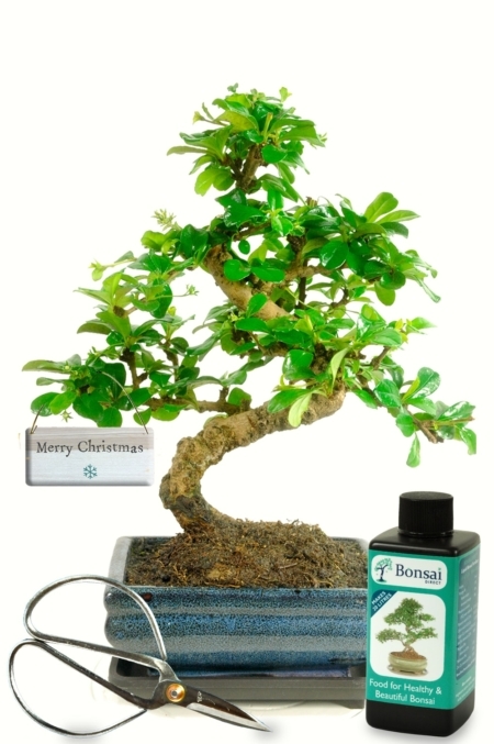 Flowering Indoor Bonsai beginners Starter Kit - Christmas Edition