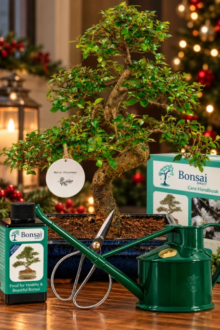 The Ultimate Eco-Friendly Christmas Gift – 16-Year-Old Twisty Bonsai Starter Kit | Choose your species!