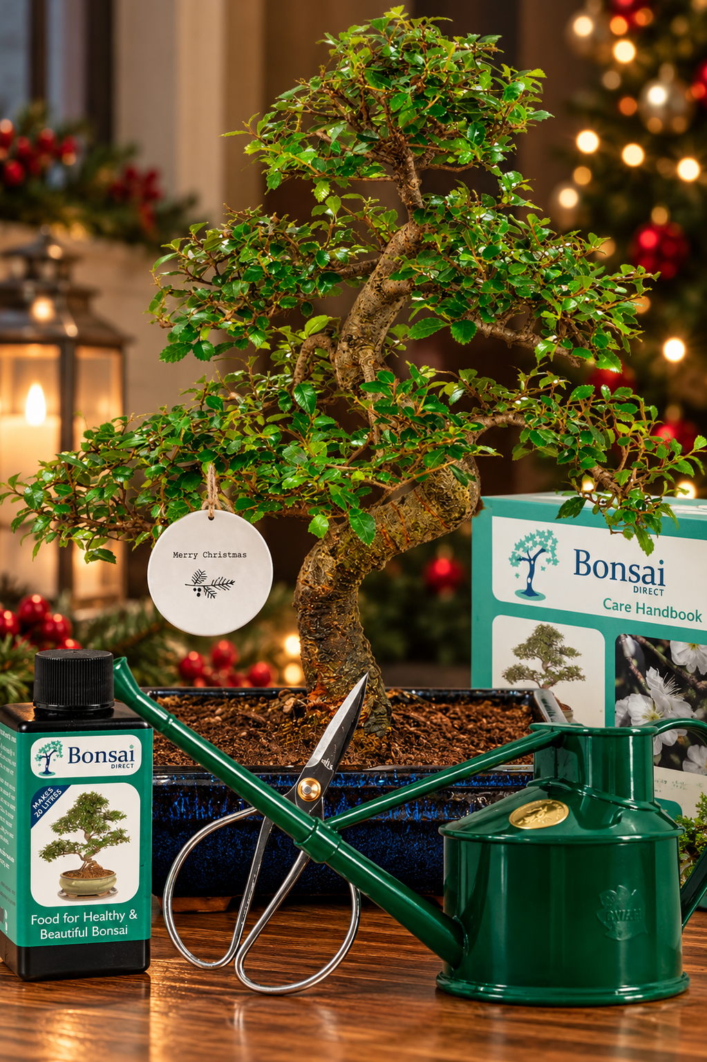 The Ultimate Eco-Friendly Christmas Gift – 16-Year-Old Twisty Bonsai Starter Kit | Choose your species!
