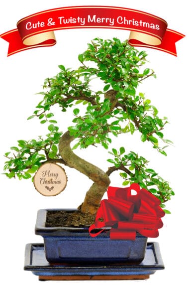 Fabulous Christmas tree bonsai with Christmas log