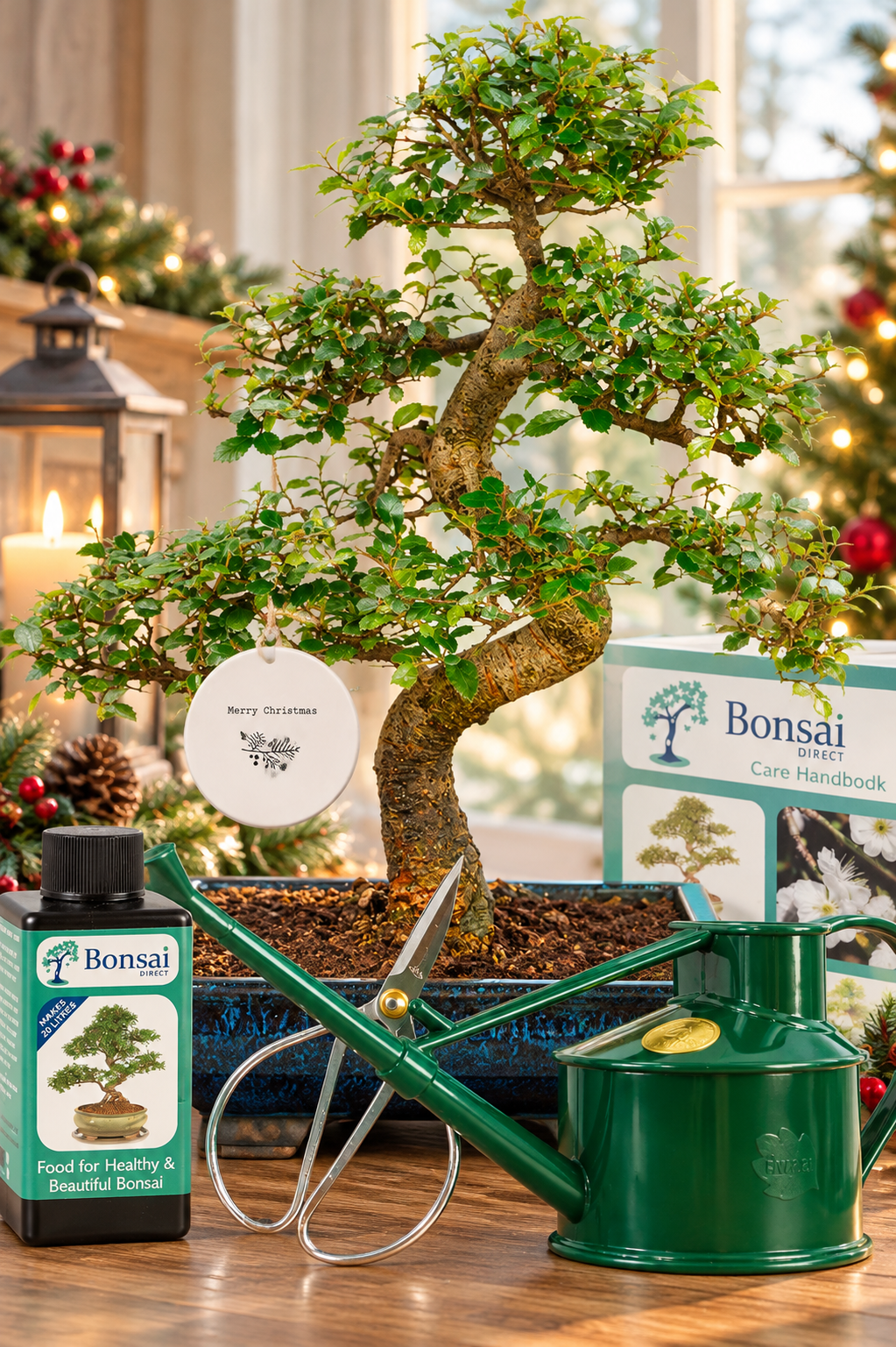 A Thoughtful, Relaxing & Eco-Friendly Christmas Gift | Stylish beginners indoor bonsai tree kit