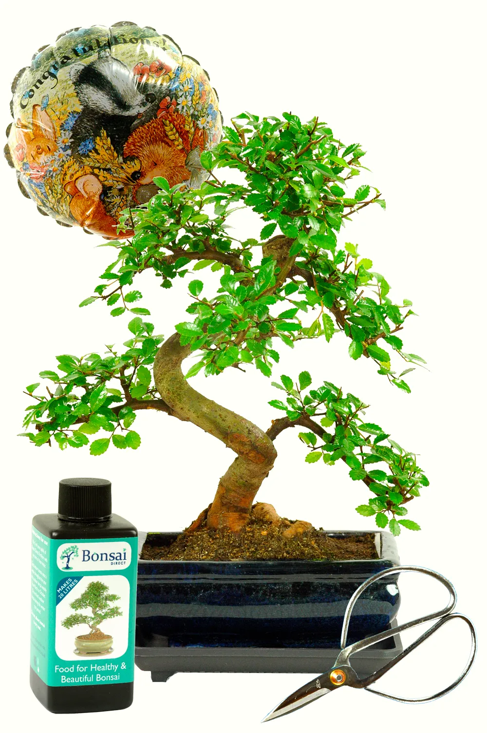 Congrats gift with bonsai tree kit and balloon
