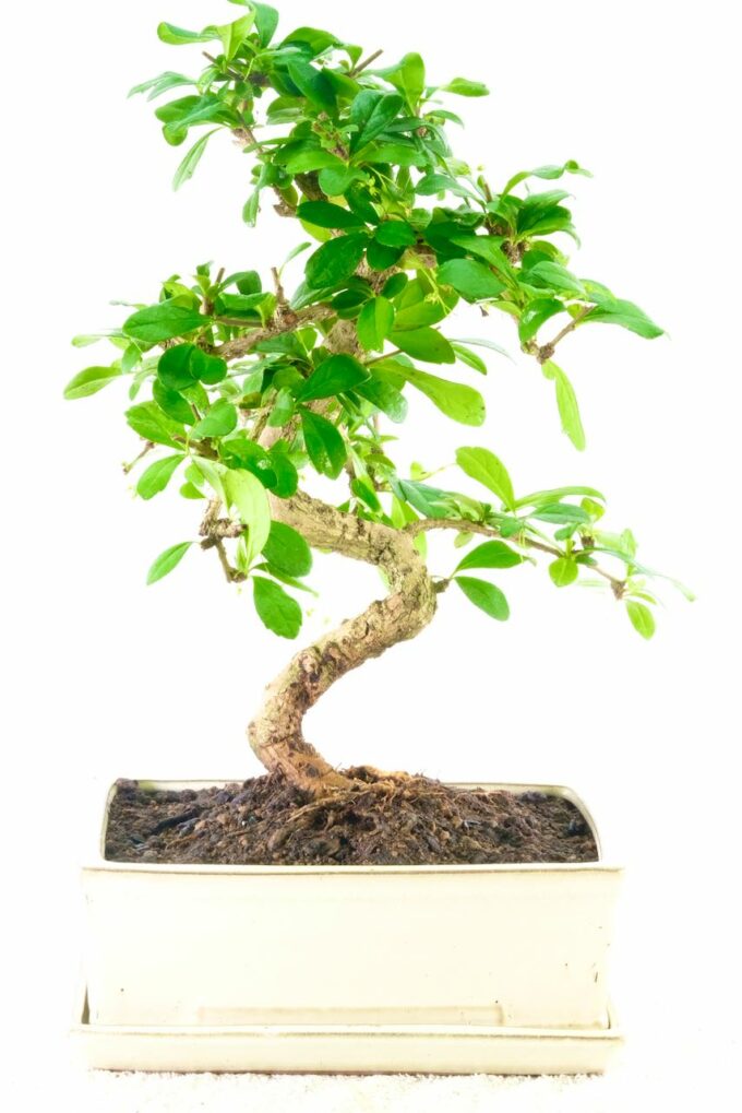 A beautiful Oriental tea tree from our excellence range
