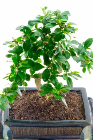 Premium indoor flowering bonsai tree for sale