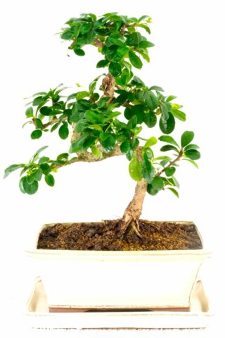 Excellence range flowering indoor bonsai tree for sale