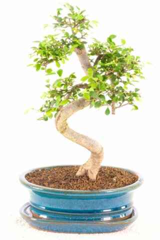 Beautiful Chinese elm bonsai with distinctive flair