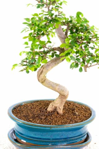 Ulmus parvifolia indoor bonsai for beginners from premium collection