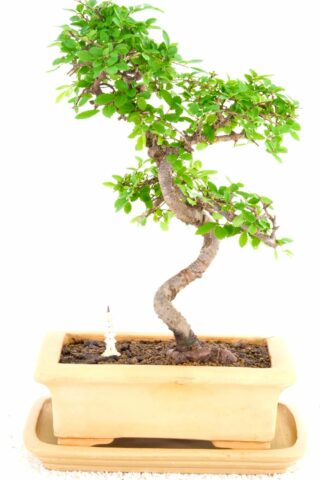 The proportions of this Bonsai are beautiful