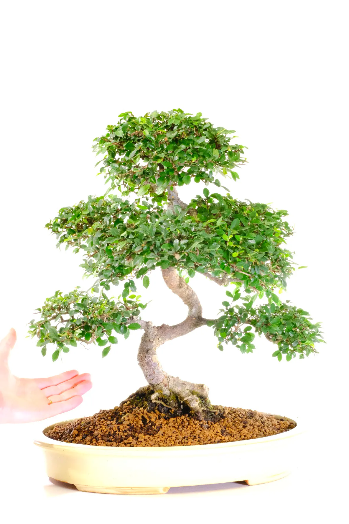 Full canopy of small green leaves - highly refined
