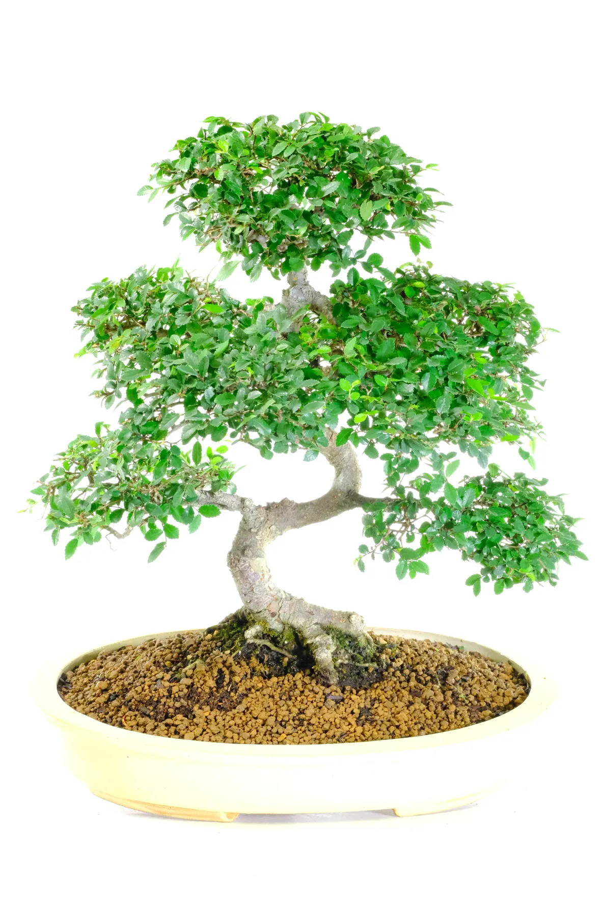 Gorgeous styling and twisty trunk - beautiful